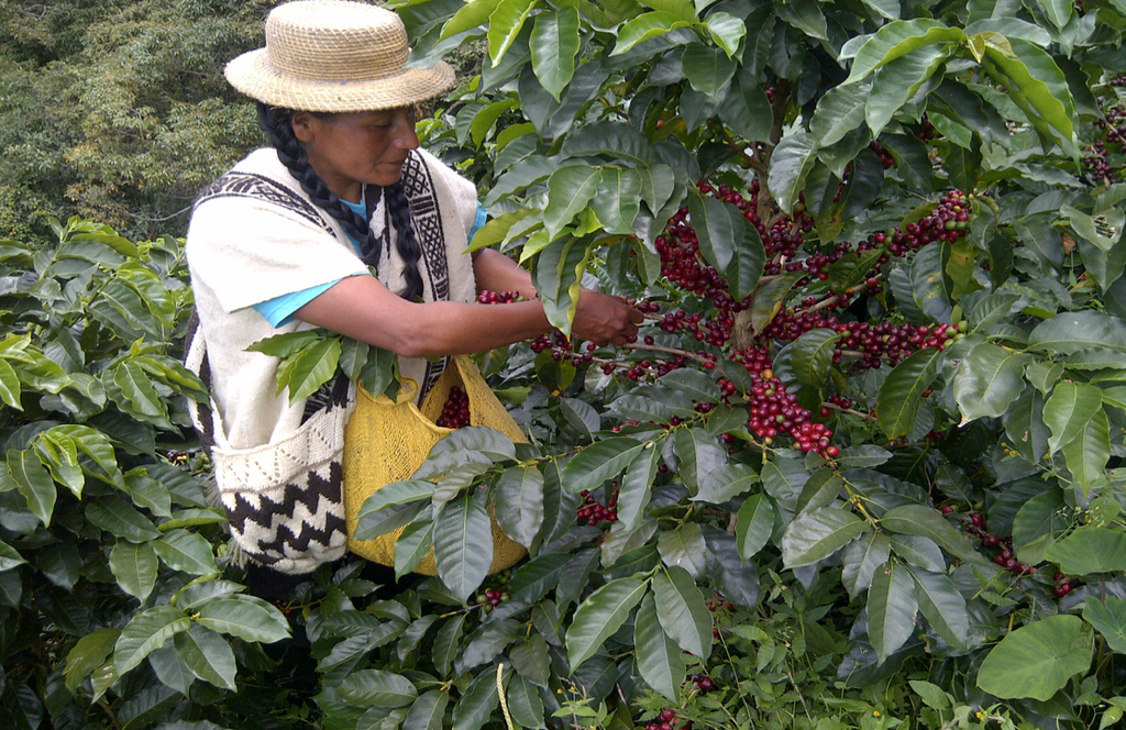 Burundi Colline Ninga and Long Miles Coffee Project